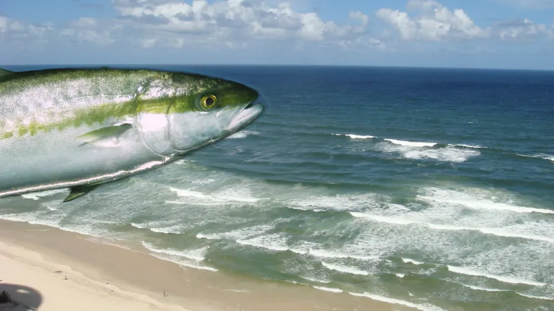 Anglers fishing for Yellowtail Kingfish at Gold Coast Offshore