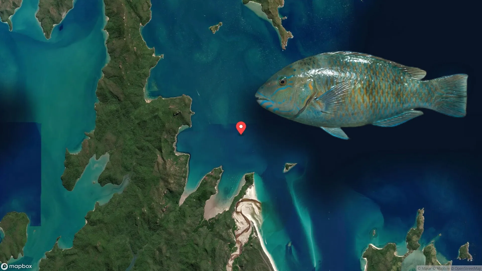 Blue Bone caught at Whitsundays reef