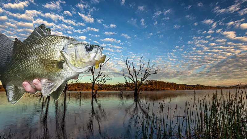 Anglers fishing for Australian Bass at Wyaralong Dam